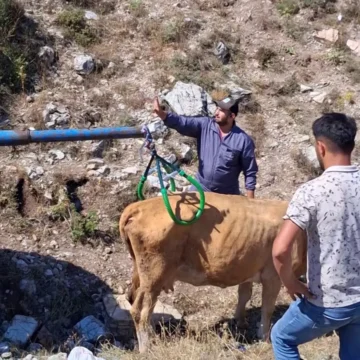 Sivas Hıdırnalı köyünde çukura düşen gebe inek, küçük vinç yardımıyla çıkarıldı. Sivas'ta çukura düşen gebe inek, vinç yardımıyla kurtarılırken