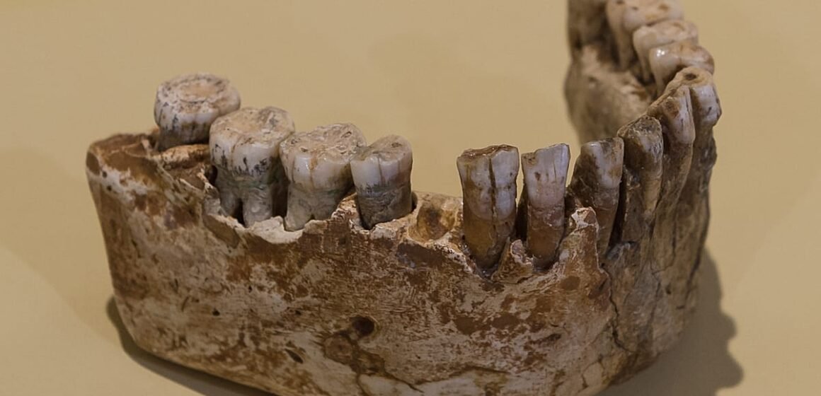 Les Rois Mağarası'nda bulunan fosil alt çene ve diş parçaları