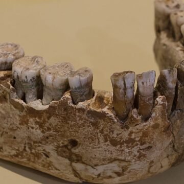 Les Rois 2 fosilinin yeniden analiz edilmesiyle birlikte, 17 yıllık "yamyamlığa uğrayan Neandertal çocuğu" hikâyesi değişti. Les Rois Mağarası'nda bulunan fosil alt çene ve diş parçaları